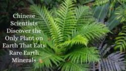 Chinese Scientists Discover the Only Plant on Earth That Eats Rare Earth Minerals