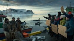 Greenland declares a state of emergency as scientists link rising orca activity to accelerating ice melt, while fishermen welcome new opportunities and climate activists call for an immediate ban