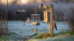 Bird lovers swear by this cheap February treat that keeps feeders packed and attracts birds to the garden every single morning