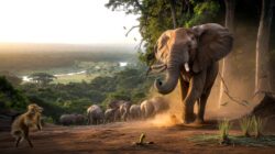 More Than 100,000 Elephants Protected In Africa Are Opening Forests, Spreading Seeds And Reshaping Entire Landscapes